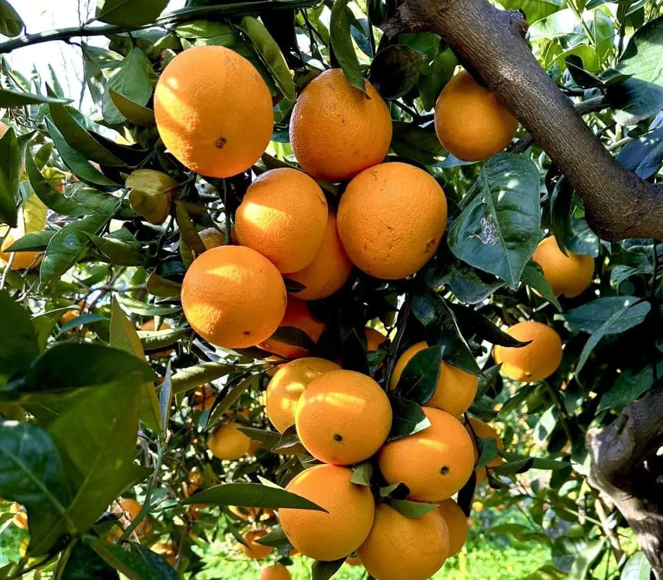 Pomarańcze navelina