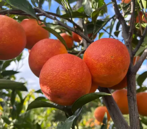 Pomarańcze Sanguinello